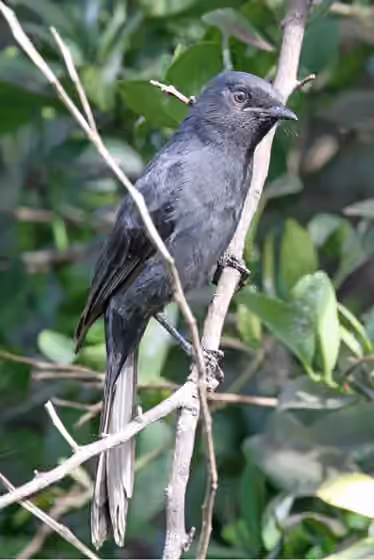 Dokumentasi Melaenornis edolioides