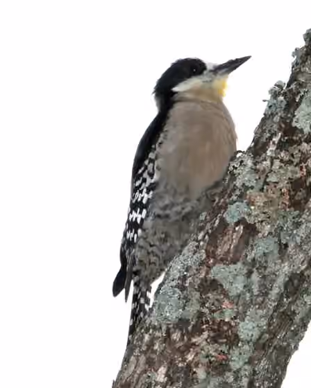 Dokumentasi Melanerpes cactorum