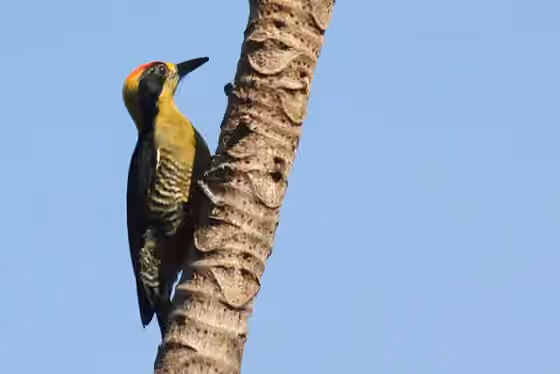 Dokumentasi Melanerpes chrysauchen