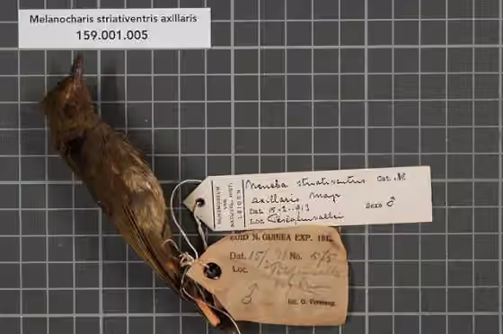 Dokumentasi Melanocharis striativentris
