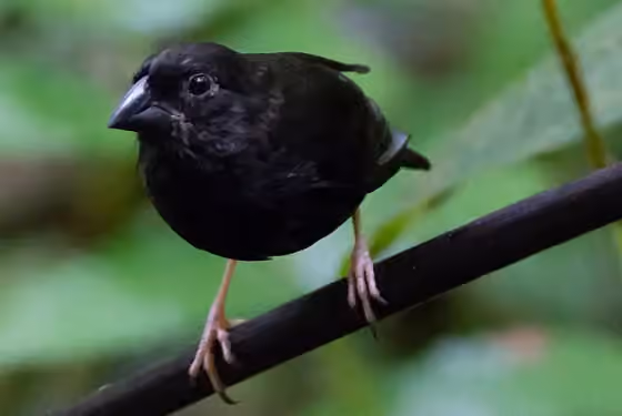 Dokumentasi Melanospiza richardsoni