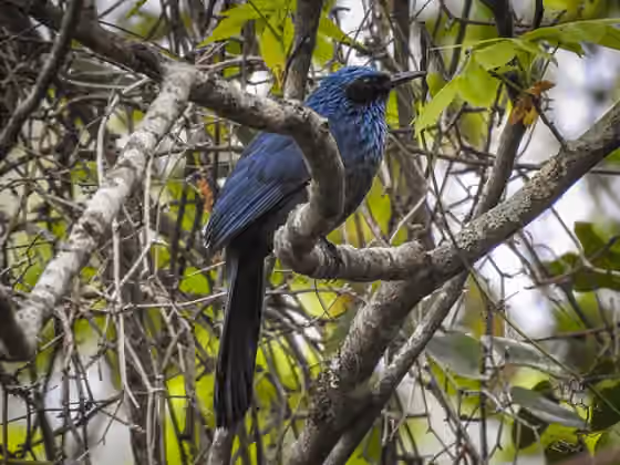 Dokumentasi Melanotis caerulescens