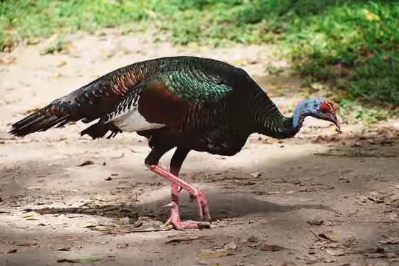 Dokumentasi Meleagris ocellata