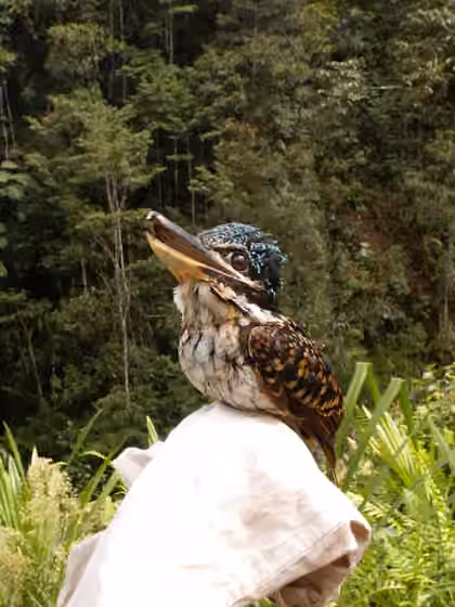 Dokumentasi Melidora macrorrhina