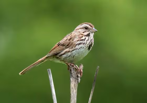 Dokumentasi Melospiza melodia