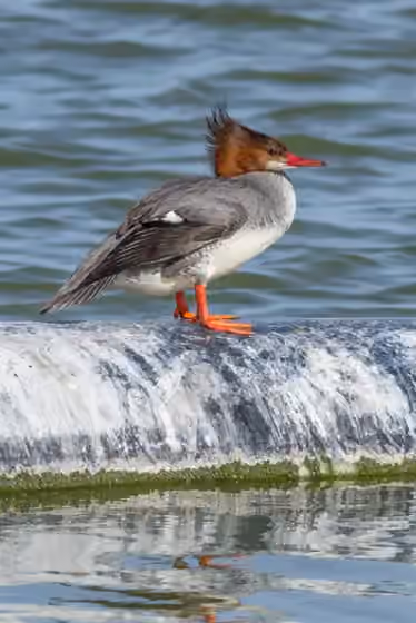 Dokumentasi Mergus merganser