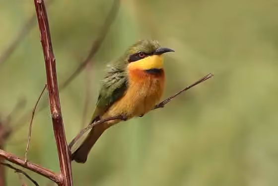 Dokumentasi Merops pusillus
