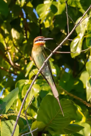Dokumentasi Merops superciliosus