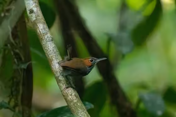 Dokumentasi Microbates cinereiventris