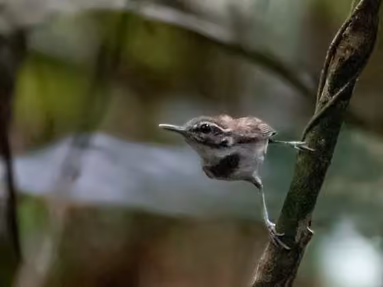 Dokumentasi Microbates collaris