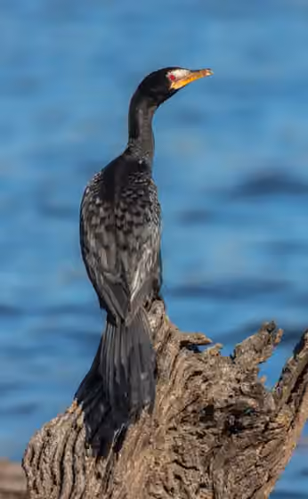 Dokumentasi Microcarbo africanus