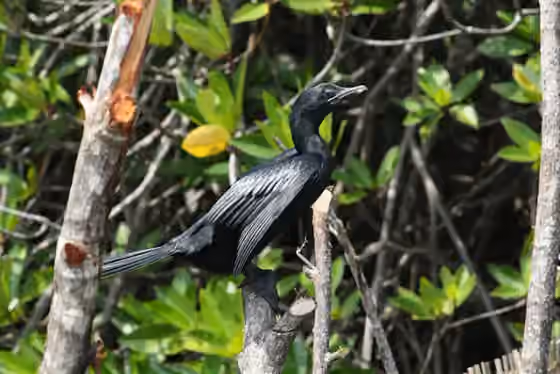 Dokumentasi Microcarbo niger