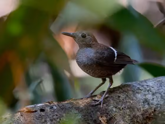 Dokumentasi Microcerculus bambla
