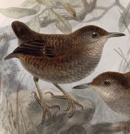 Ilustrasi dokumenter Microcerculus philomela dengan bagian figur lain pada pelat