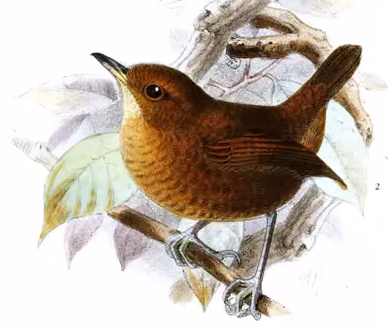 Ilustrasi dokumenter Microcerculus ustulatus dengan bagian figur lain pada pelat
