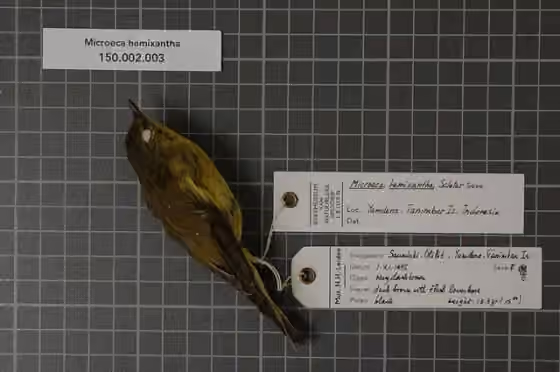 Spesimen museum Microeca hemixantha