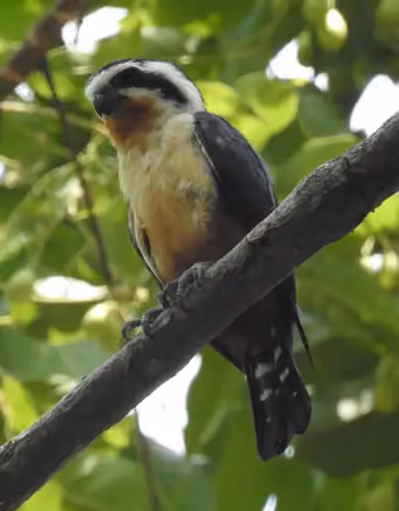 Dokumentasi Microhierax caerulescens