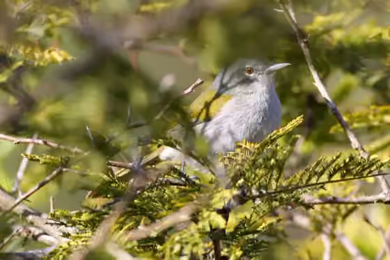 Dokumentasi Microligea palustris