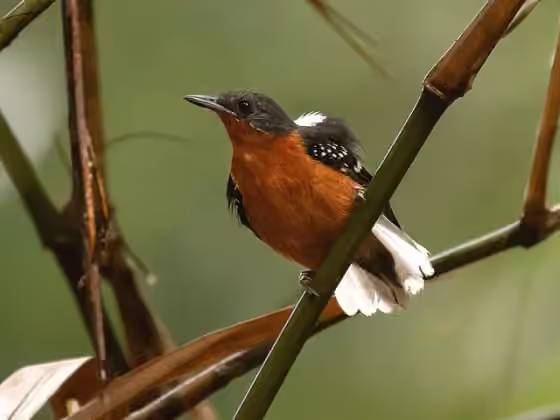 Dokumentasi Microrhopias quixensis