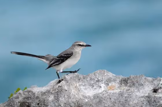Dokumentasi Mimus gilvus