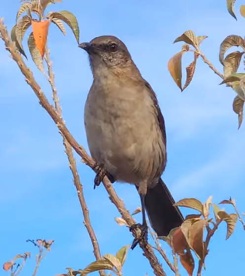 Dokumentasi Mimus graysoni