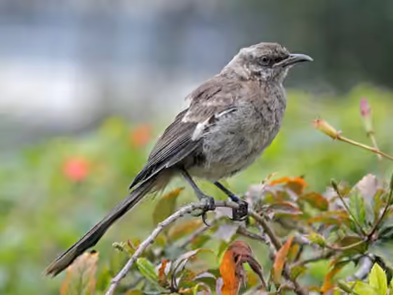 Dokumentasi Mimus longicaudatus