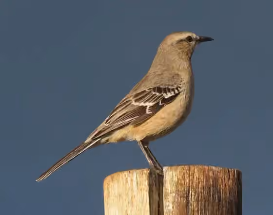 Dokumentasi Mimus patagonicus