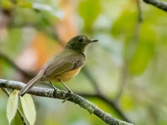 Dokumentasi Mionectes macconnelli