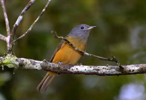 Dokumentasi Mionectes rufiventris