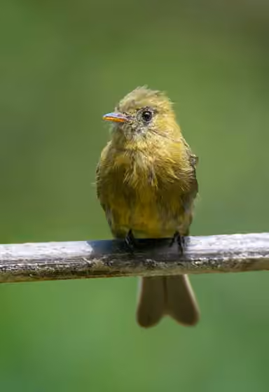 Dokumentasi Mitrephanes olivaceus