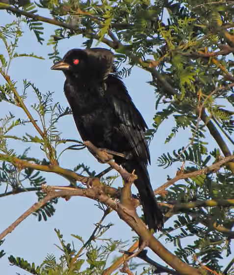 Dokumentasi Molothrus aeneus