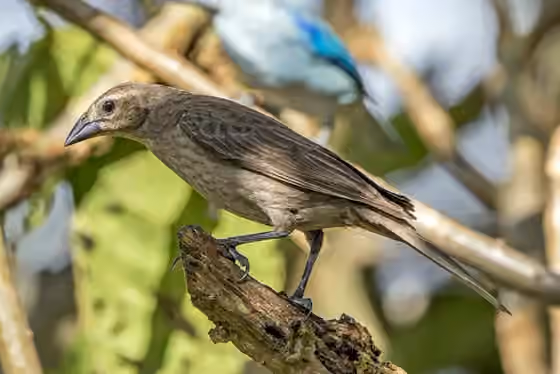 Dokumentasi Molothrus bonariensis