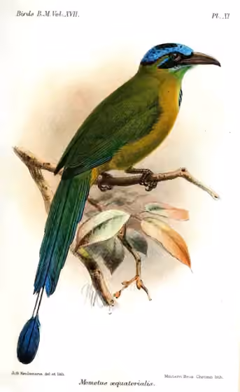 Ilustrasi Momotus aequatorialis