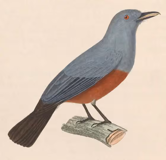 Ilustrasi Monarcha cinerascens