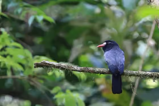 Dokumentasi Monasa morphoeus