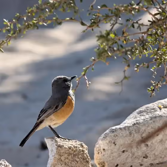 Dokumentasi Monticola imerina