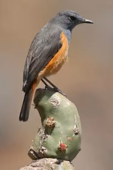 Dokumentasi Monticola rufocinereus