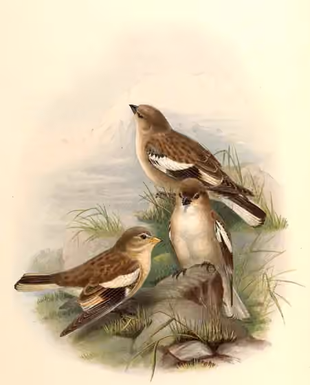 Ilustrasi Montifringilla adamsi