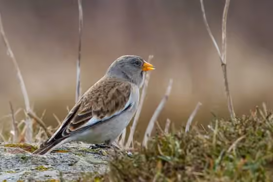 Dokumentasi Montifringilla nivalis