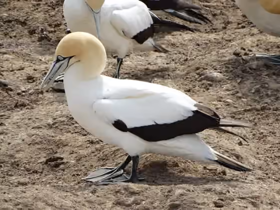 Dokumentasi Morus capensis
