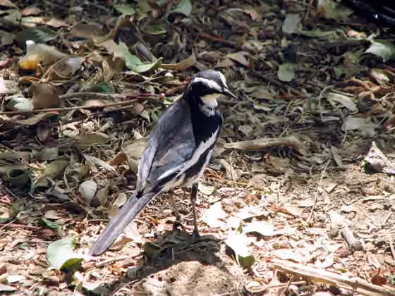 Dokumentasi Motacilla aguimp