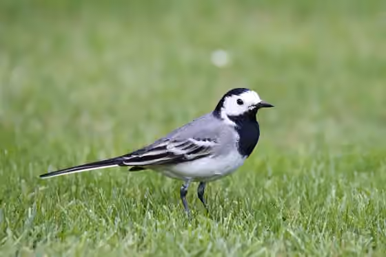 Dokumentasi Motacilla alba