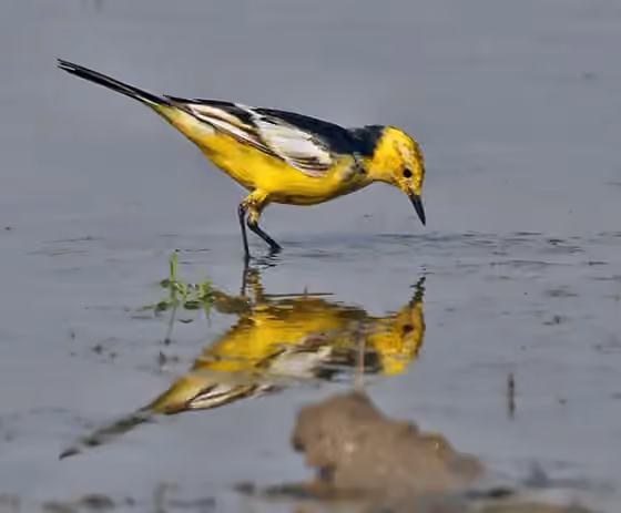 Dokumentasi Motacilla citreola