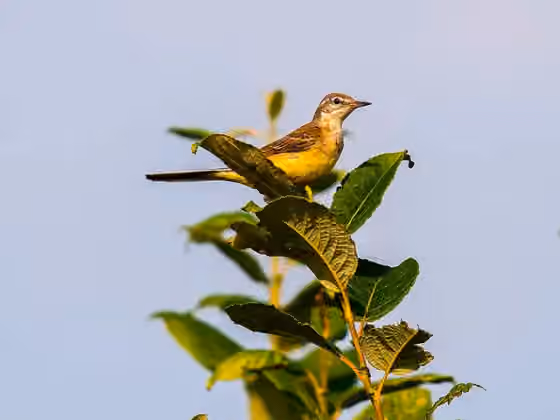 Dokumentasi Motacilla flava