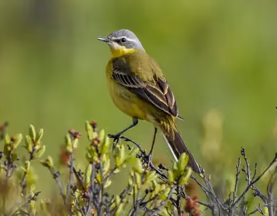 Dokumentasi Motacilla tschutschensis