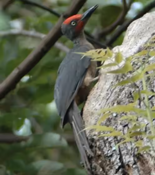 Dokumentasi Mulleripicus fulvus