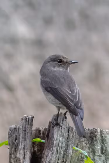 Dokumentasi Muscicapa aquatica