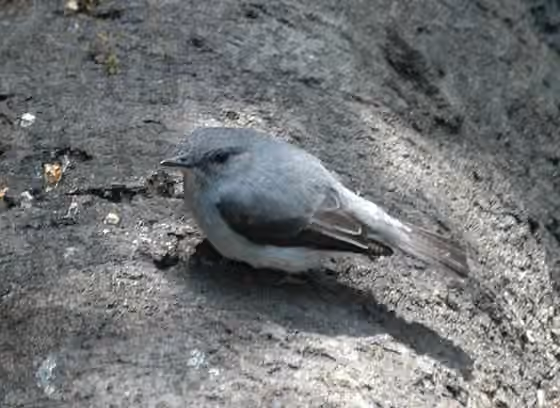 Dokumentasi Muscicapa cassini