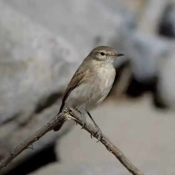 Dokumentasi Muscisaxicola maculirostris