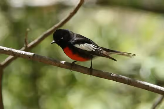 Dokumentasi Myioborus pictus